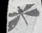 Fossil Damselfly (Calopterygidae) - Green River Formation #23302-1